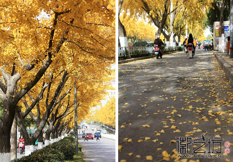 蕪湖九華中路的黃金大道20