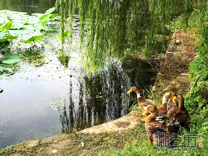 蕪湖六郎鎮(zhèn)北陶村