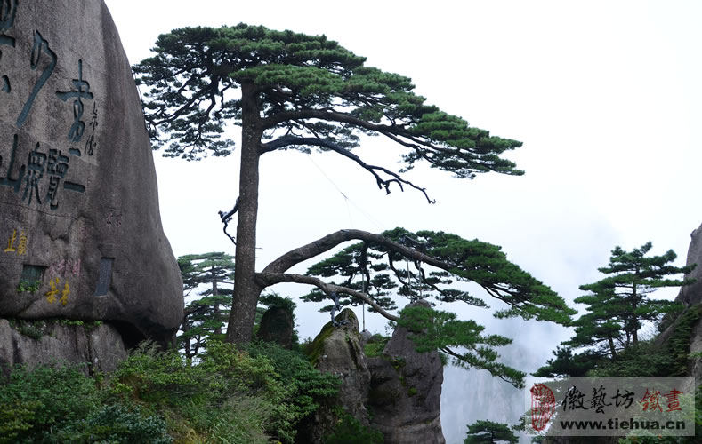 002 黃山迎客松