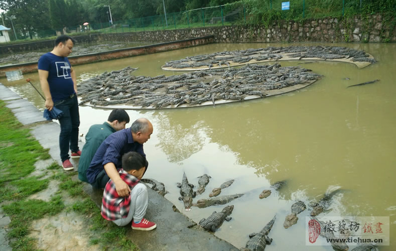 中國(guó)鱷魚(yú)湖蕪湖鐵畫7